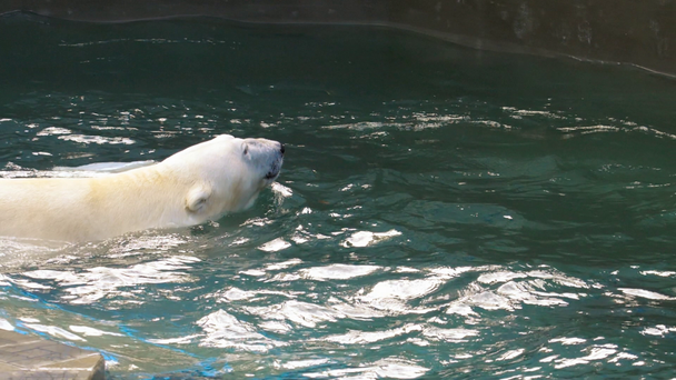 Polar bear, játszik a vízben - Felvétel, videó