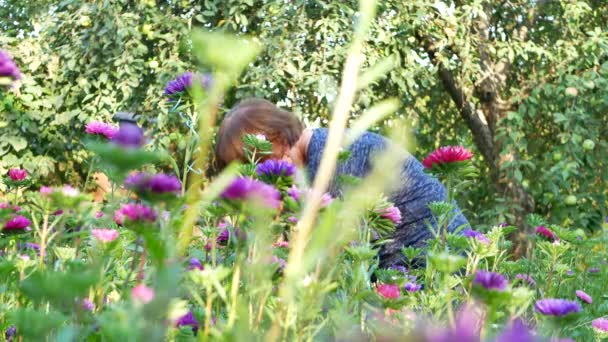 Florist cutting purple or violet michaelmas daisy or aster flower - Footage, Video