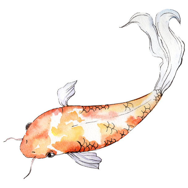 Isolated goldfish illustration element. Watercolor set. Aquarelle elements for background, texture, wrapper pattern. - Foto, afbeelding