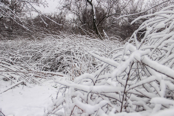 美しい雪に覆われた公園の木とパス - 写真・画像