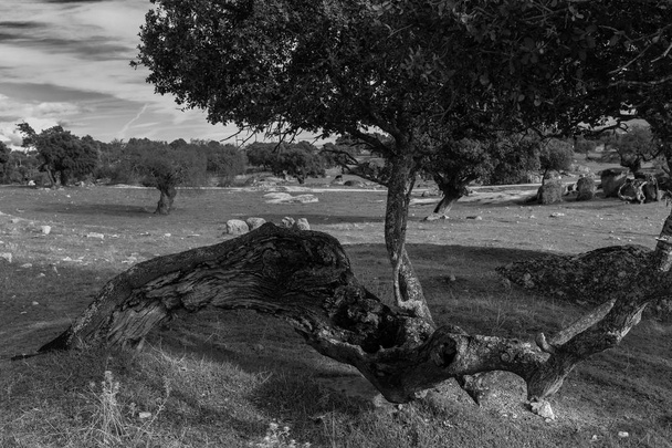 Landscape in the dehesa de Arroyo de Luz. Extremadura. Spain. - Photo, Image