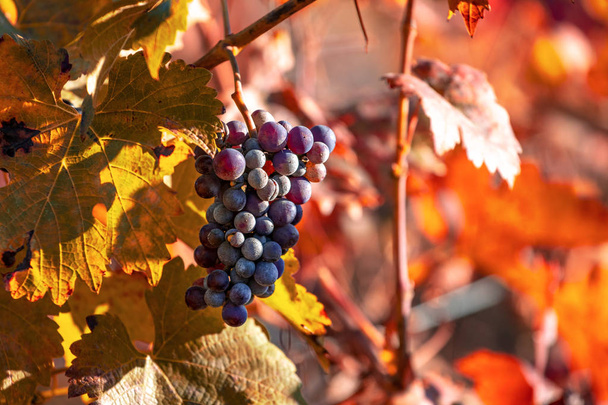 Красный виноград в винограднике
 - Фото, изображение