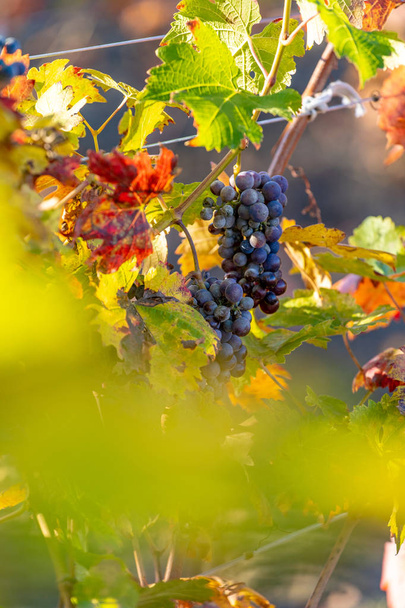 Késő ősszel szőlő szüret a szőlő - Fotó, kép