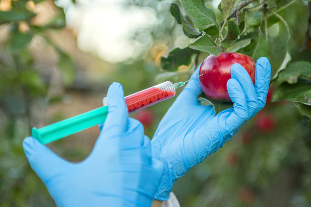 アップルのリンゴ果実の赤い色の化学肥料で注射器を持つ手。遺伝子組み換え作物と農薬の変更。手袋赤肥料でアップルを注入することで、科学者 - 写真・画像