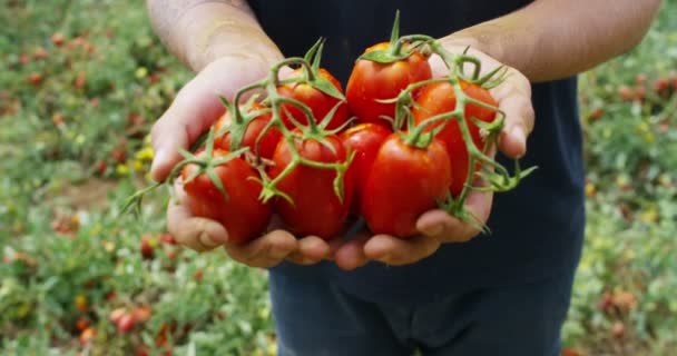 Рука фермера выставки итальянских красных помидоров только что собрана с его земли. Органические помидоры являются подлинными и культивируются по уходу фермера. Концепция: Итальянский, сельское хозяйство, томаты, природа
 - Кадры, видео