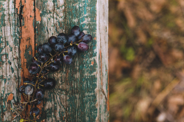 Bunch of ripe grapes lies on a wooden bench in the garden. Seasonal harvest. Horizontal frame. Copy space. - Photo, image