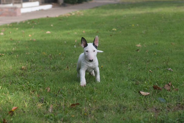 Bir beyaz minyatür boğa korkunç köpek yavrusu duran'ın bahçesinde - Fotoğraf, Görsel