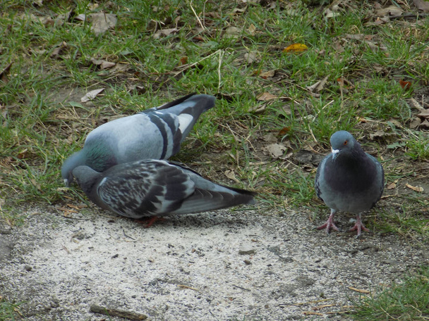 Duiven Pigeon (Columba livia var. Domestica) - Foto, afbeelding