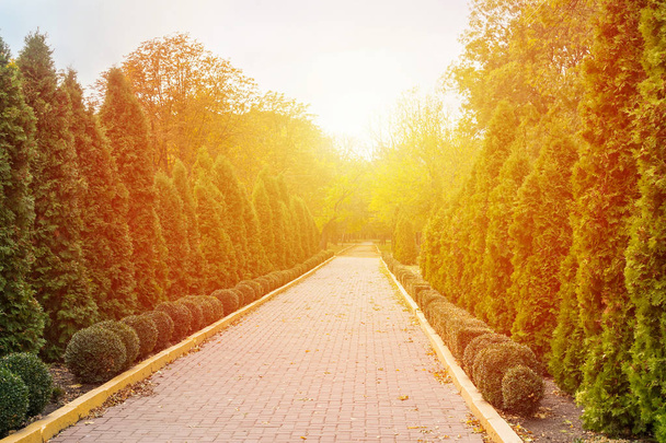 Vicolo con thuja in un parco autunnale con luce solare
 - Foto, immagini