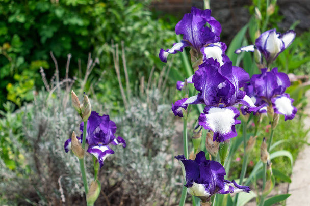 Close-up beeld van een iris bloem op achtergrond van groene bladeren en bloemperken. Mooie rassen Art Deco-wit, blauw, violet tuin irissen. Selectieve aandacht - Foto, afbeelding