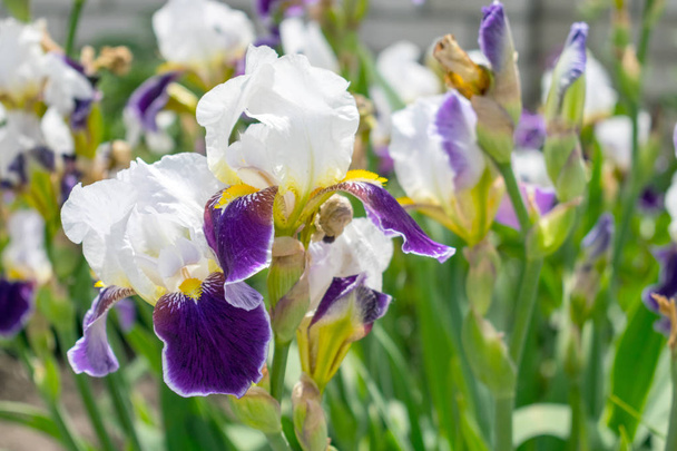 Bir iris çiçeği görünümünü yakın çekim yeşil yaprak ve çiçek yatak arka plan üzerinde. Güzel varietal Brezilya tatil, menekşe, mor, Bordo ve Beyaz Bahçe Süsen. Seçici odak - Fotoğraf, Görsel