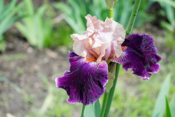 Close-up beeld van een iris bloem op achtergrond van groene bladeren en bloemperken. Mooie rassen Pu Aby roze en paarse violet tuin irissen. Selectieve aandacht - Foto, afbeelding
