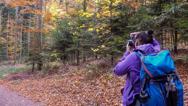 Autumn in the forest. Forest road, colorful trees. A girl is photographing a beautiful forest. - Photo, Image