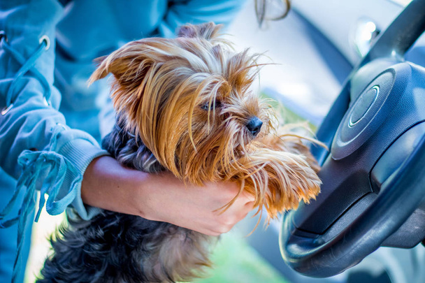 Perro de raza Yorkshire Terrier cerca del timón del coche. Emocionante viajar en el coche
 - Foto, Imagen