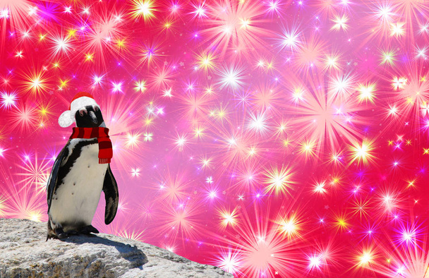 Joyeux Noël concept un pingouin drôle portant un châle et santa claus capot isolé sur un fond coloré avec des étoiles colorées - Photo, image