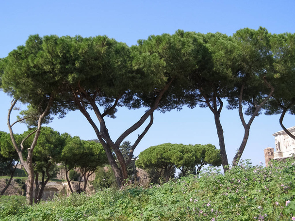 maritime pine (pinus pinaster) aka cluster pine tree in Rome, Italy - Fotografie, Obrázek