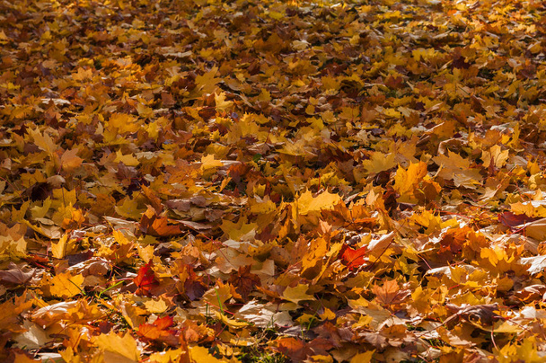 Jesienny dywan z kolorowych liści - Zdjęcie, obraz