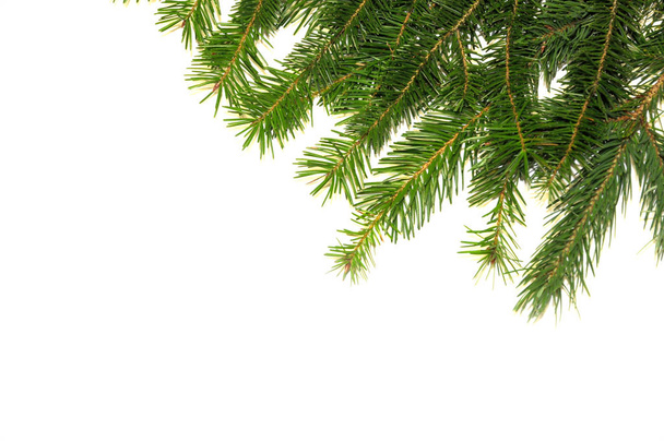 Christmas background with fir tree on white background. Xmas background - Photo, Image