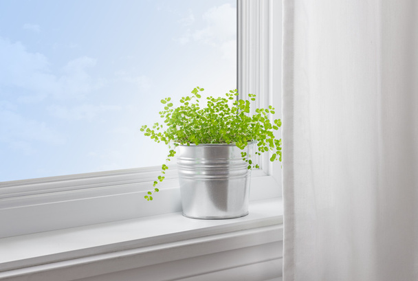 Zielona roślina w nowoczesnym domu - Zdjęcie, obraz