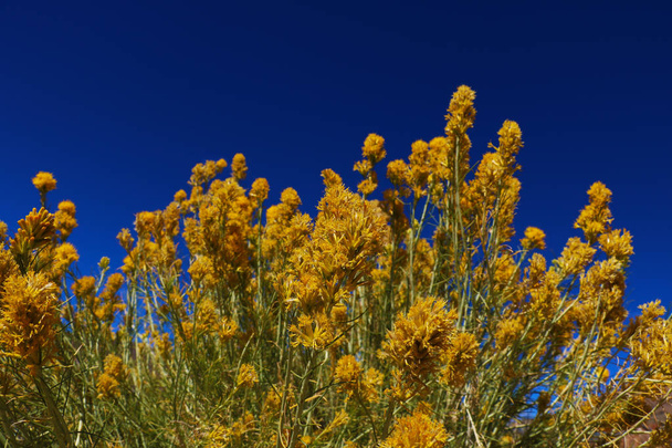 beautiful yellow flowers against the blue sky - Fotó, kép