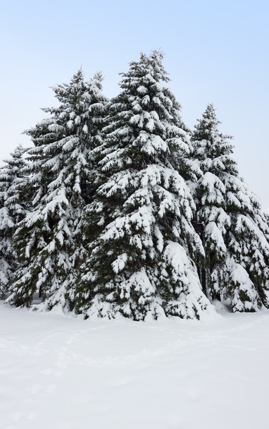 abetos cubiertos de nieve
 - Foto, Imagen