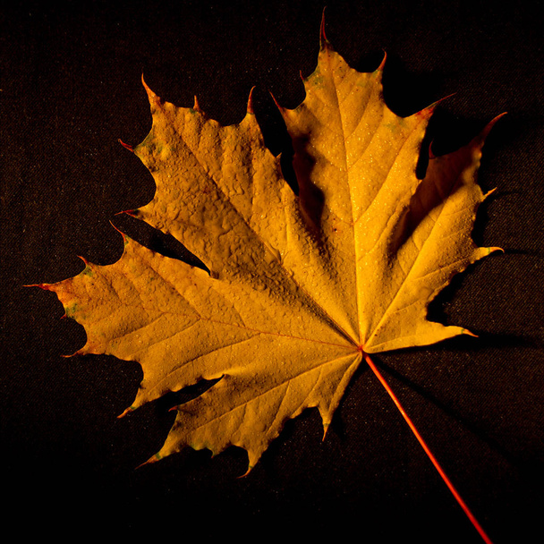 podzimní žlutá javorový list na černém pozadí s suché tipy - Fotografie, Obrázek