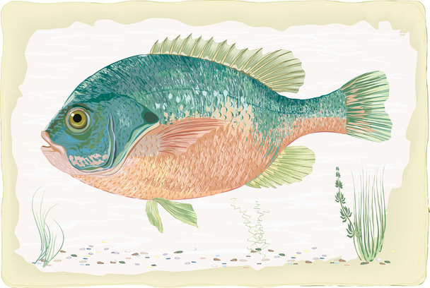 Sunfish - Vector, Image