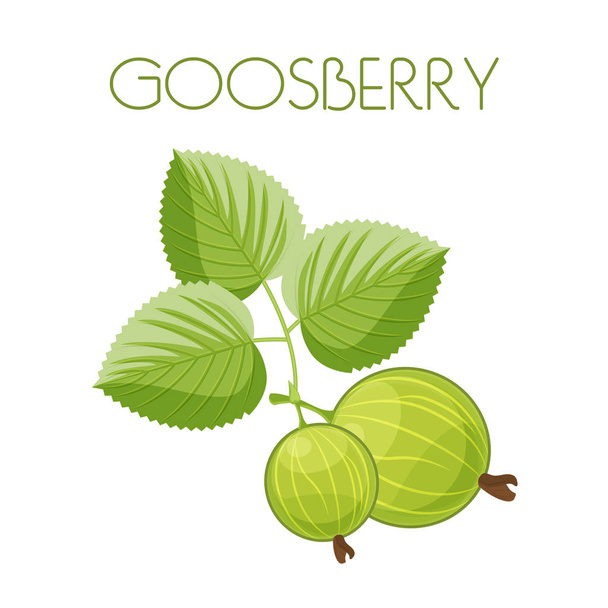 Gooseberry. Vector image on isolated background - Vetor, Imagem