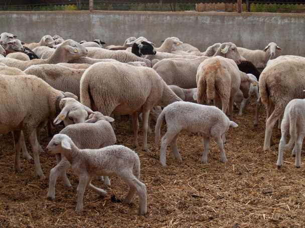 Un gregge di pecore, agnelli e montoni in una fattoria che nutre
 - Foto, immagini