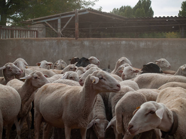 Стадо овец, ягнят и баранов на ферме кормят
 - Фото, изображение
