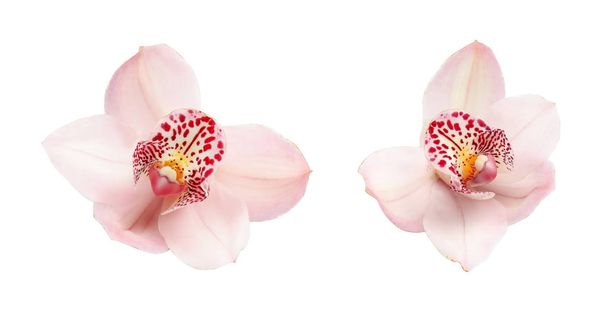 Set with beautiful orchid flowers on white background - Фото, изображение