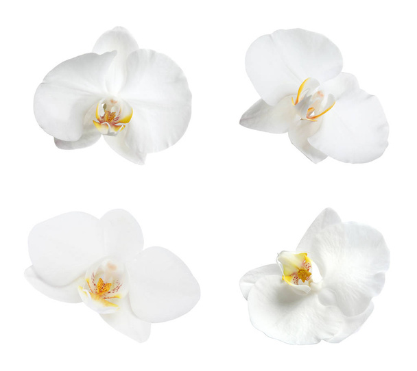 Set with beautiful orchid flowers on white background - Photo, Image
