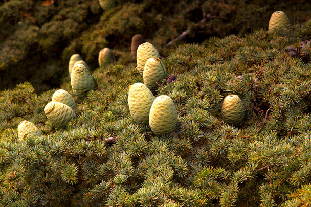 Cedar forest in Lebanon. Cones on the Lebanon Cedar. The Cedars of Lebanon - Photo, Image