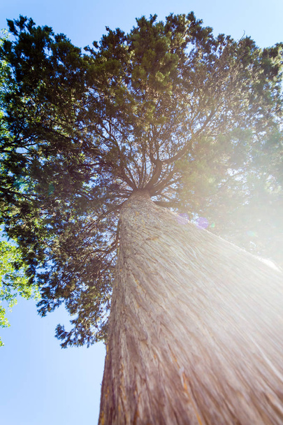 View through the crown of an pine tree - Valokuva, kuva