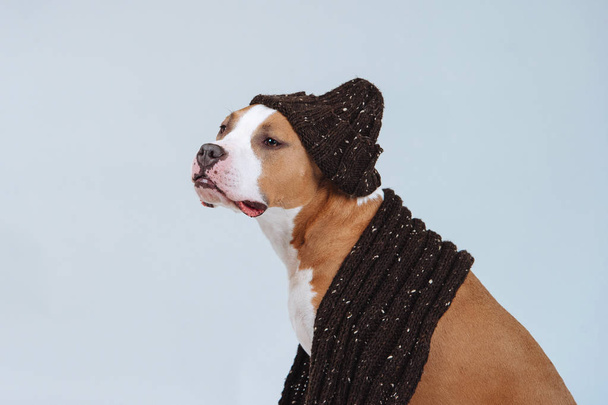Hund mit warmer Mütze und Schal auf grauem Hintergrund. - Foto, Bild