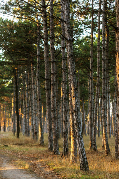 Obrázek pro kalendář borový les. Kmeny stromů v podzimní borovým lesem. Podzimní krajina Les pro pohlednici, plakát, kalendář. Kmeny stromů jedle v západu slunce svitu slunce - Fotografie, Obrázek