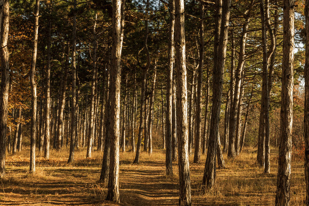 Picture for calendar pine forest. Trunks of trees in the autumn pine forest. Autumn forest landscape for postcard poster, calendar. The trunks of fir trees in the sunset light of the sun - Foto, Imagem