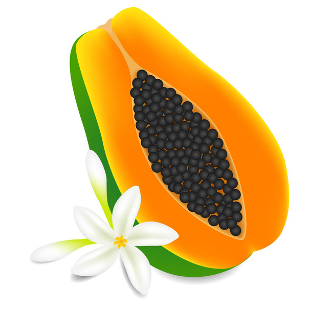 Полуспелые плоды папайи с цветами на белом фоне
. - Вектор,изображение