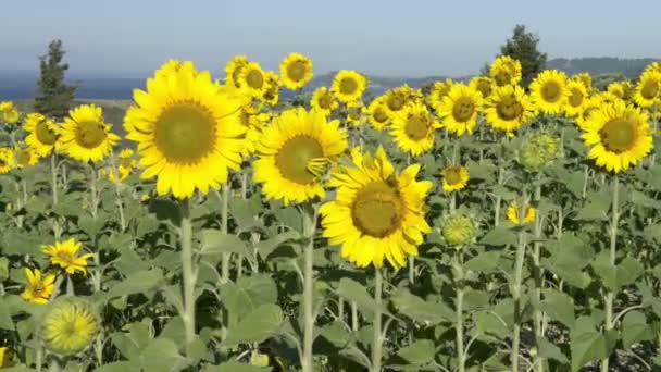 Sonnenblumen - Filmmaterial, Video
