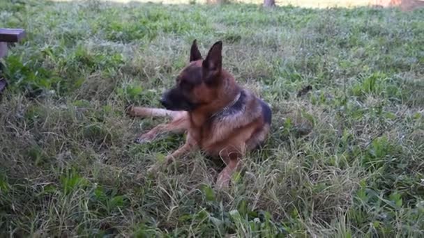 Schäferhund spaziert im Park in Rom - Filmmaterial, Video