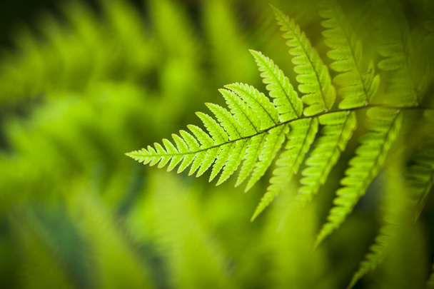 Folhas de samambaia verde - Foto, Imagem