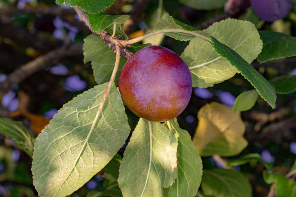 Purple plum on a branch - Foto, imagen