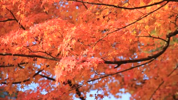 όμορφο χρώμα φύλλων το φθινόπωρο στην Ιαπωνία - Πλάνα, βίντεο