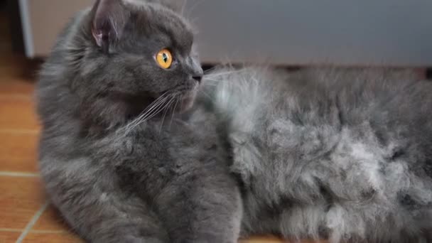 The focus of the persian gray cat face and golden eyes is shocking, afraid, Scare. - Πλάνα, βίντεο