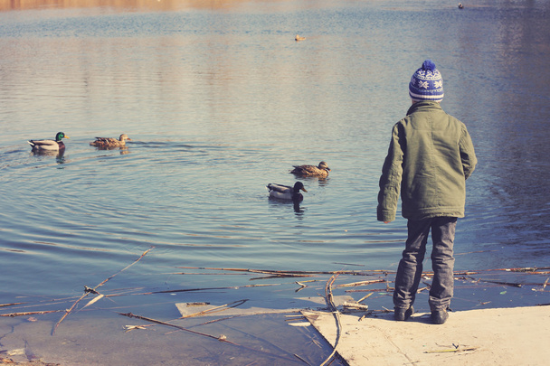 Маленький хлопчик годує качок на краю ставка
 - Фото, зображення