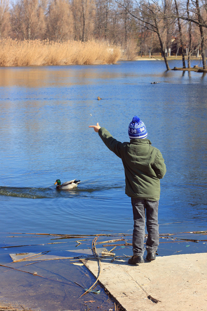 küçük çocuk park ördek besleme - Fotoğraf, Görsel