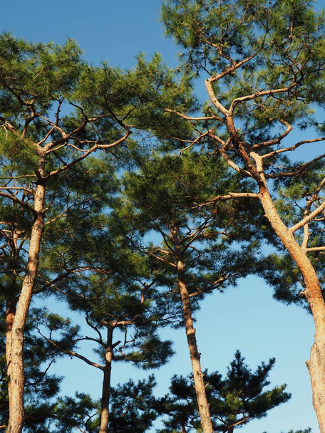  Paesaggio di pini in Corea
 - Foto, immagini