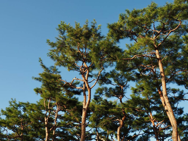  Pine landschap in Korea - Foto, afbeelding