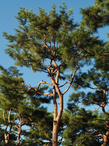  Pine landscape in Korea - Photo, Image