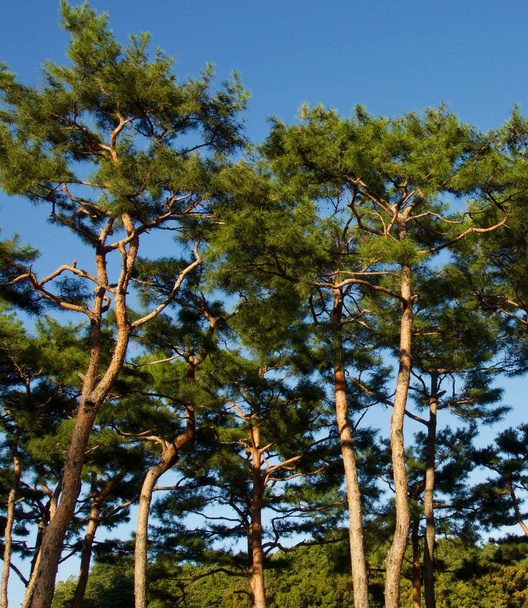  Сосновый ландшафт Кореи
 - Фото, изображение